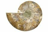 Cut & Polished Ammonite Fossil (Half) - Madagascar #345629-1